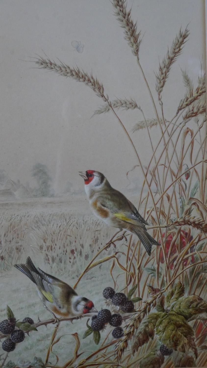 Harry Bright (1827 - 1922) - A framed and glazed gouache on paper of two Goldfinches in a wheat