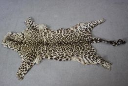 A taxidermy African Leopard skin rug. L.175 W.105cm.
