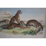 A framed and glazed hand coloured 19th century engraving of tigers. Titled Tigre. H.32 W. 39cm.