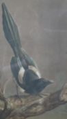 Harry Bright (1827 - 1922) - A framed and glazed gouache on paper of a Magpie perched on a branch.