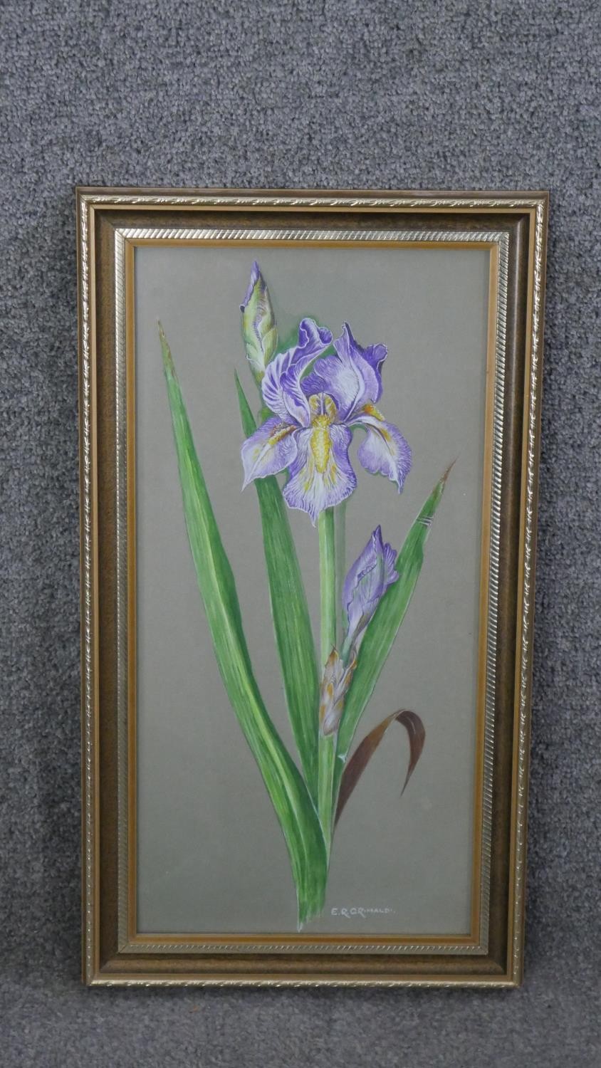 Two framed and glazed watercolours. One of a purple Iris, signed E.R. Grimaldi. The other of the - Image 3 of 10