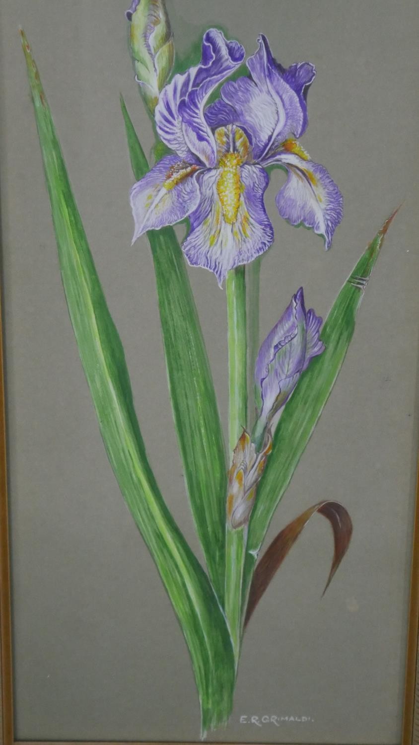 Two framed and glazed watercolours. One of a purple Iris, signed E.R. Grimaldi. The other of the - Image 4 of 10