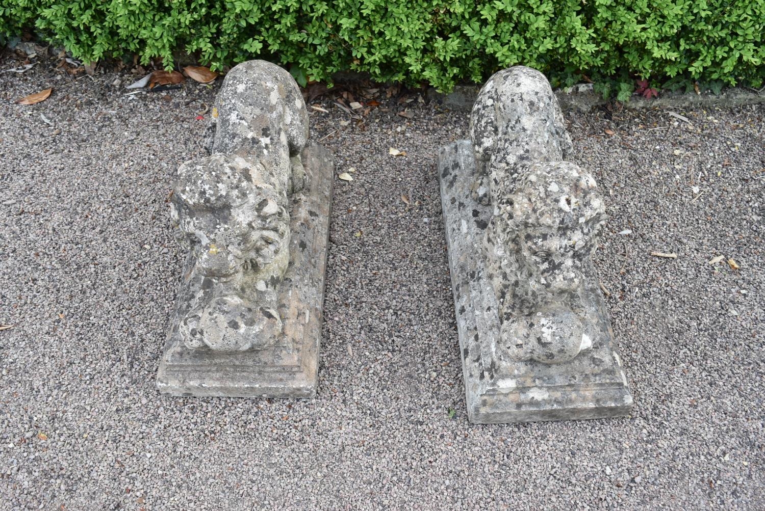 A pair of early 20th century weathered reconstituted stone recumbent lions, raised paws supporting - Image 2 of 6