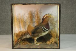 A Victorian taxidermy Mandarin duck within a naturalistic setting in a glass display case. H.35 W.38