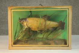 An early 20th century taxidermy Tench in a glazed display case with naturalistic interior H.32 W.
