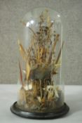 A Victorian taxidermy display of a water bird, butterflies and dragonflies under a glass display