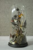 A Victorian taxidermy display of exotic birds and butterflies under a glass display dome with