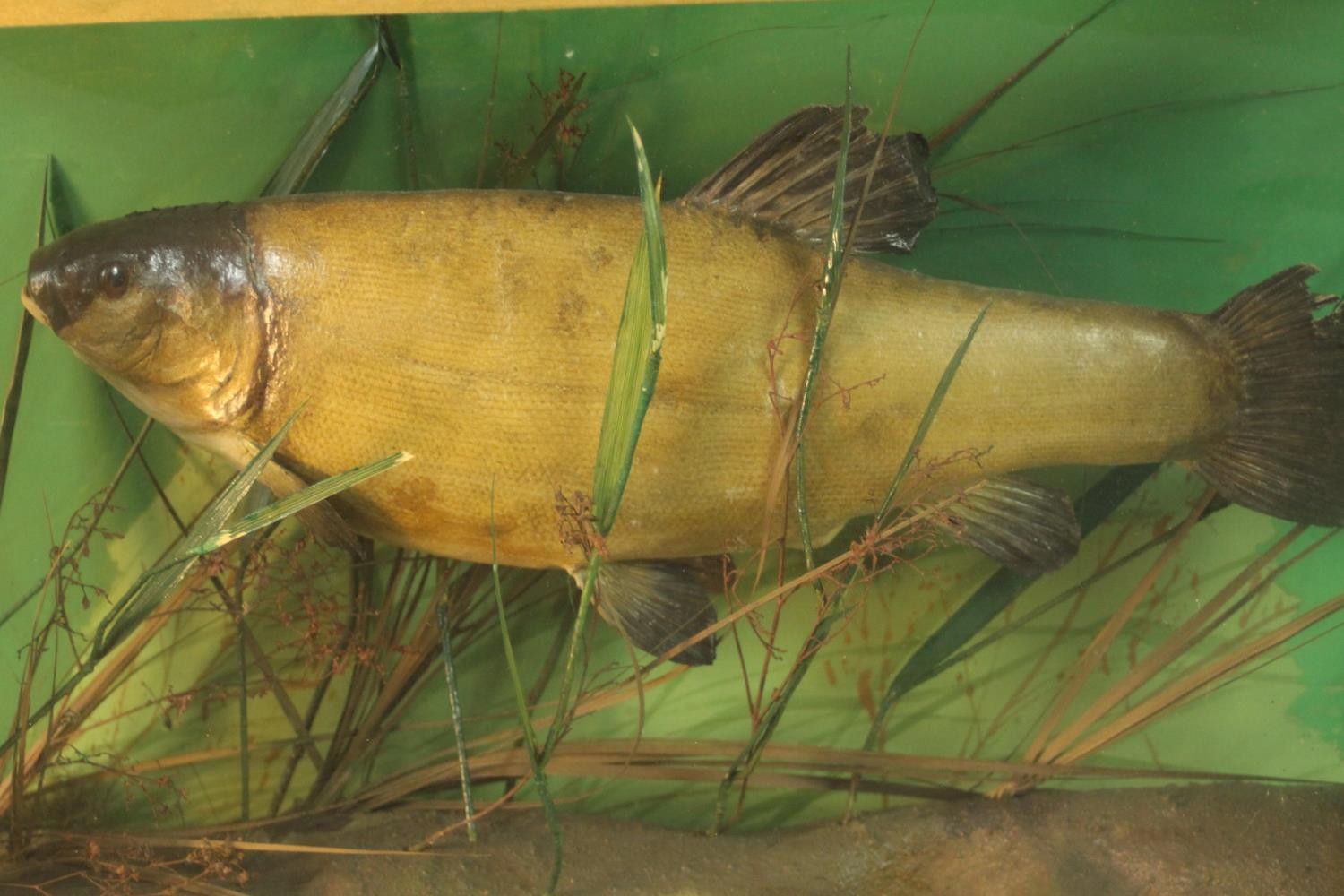 An early 20th century taxidermy Tench in a glazed display case with naturalistic interior H.32 W. - Image 2 of 4