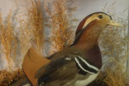 A Victorian taxidermy Mandarin duck within a naturalistic setting in a glass display case. H.35 W.38