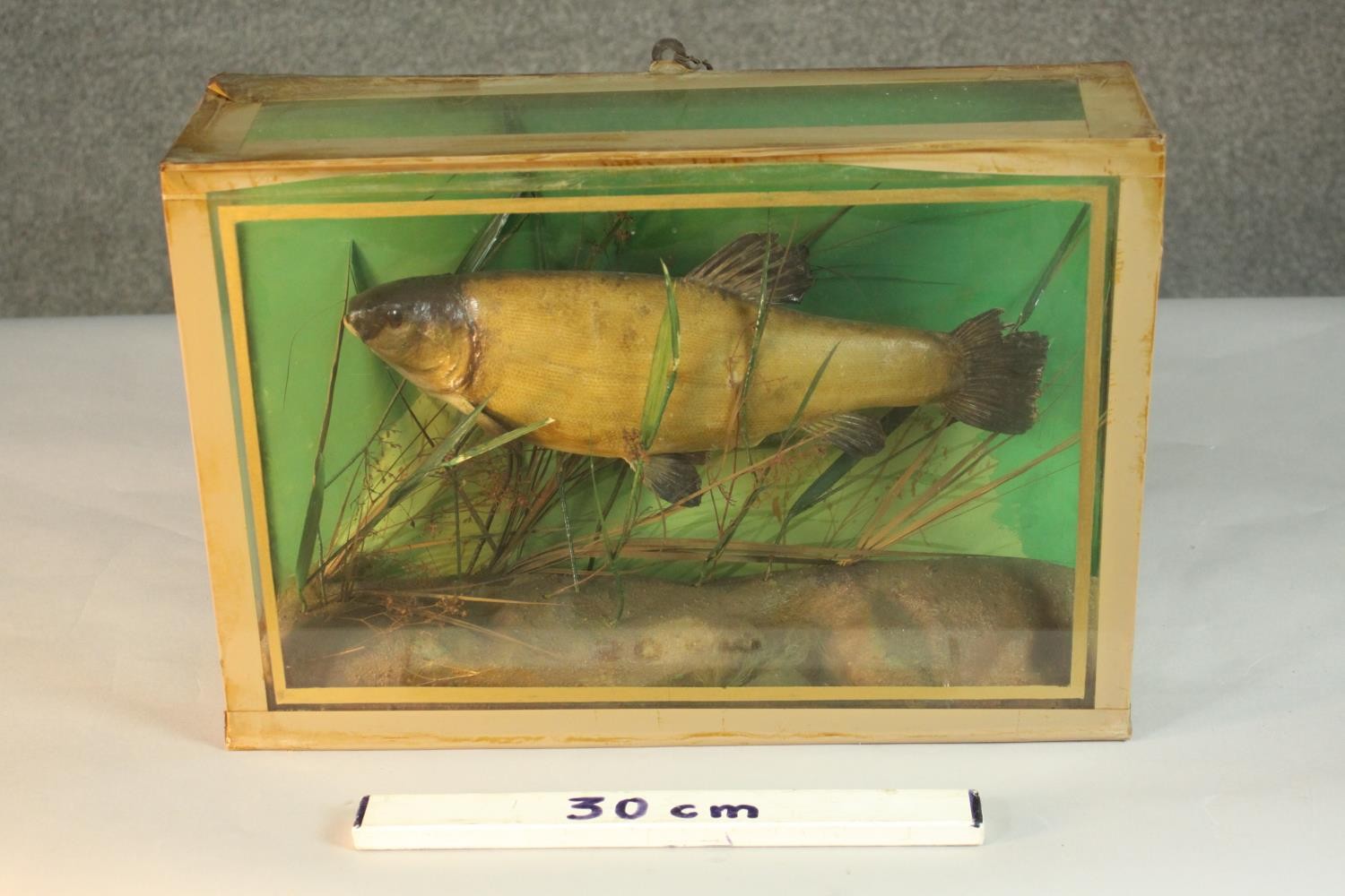 An early 20th century taxidermy Tench in a glazed display case with naturalistic interior H.32 W. - Image 4 of 4