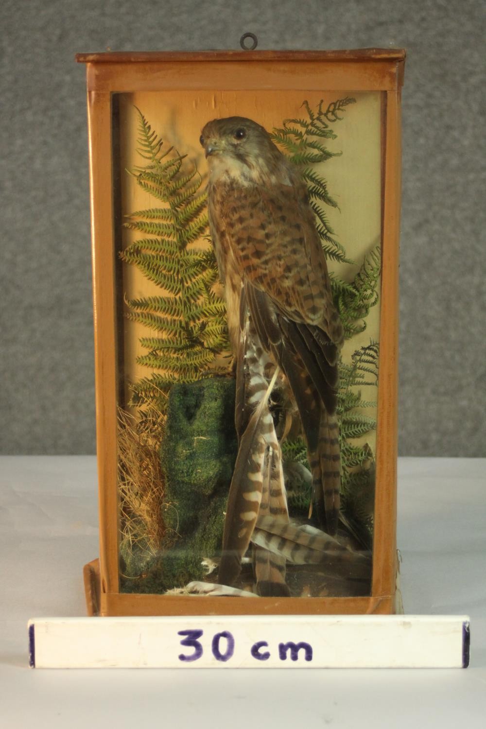 A Victorian taxidermy stuffed Kestrel within a naturalistic background in a glass display case. H.42 - Image 2 of 6