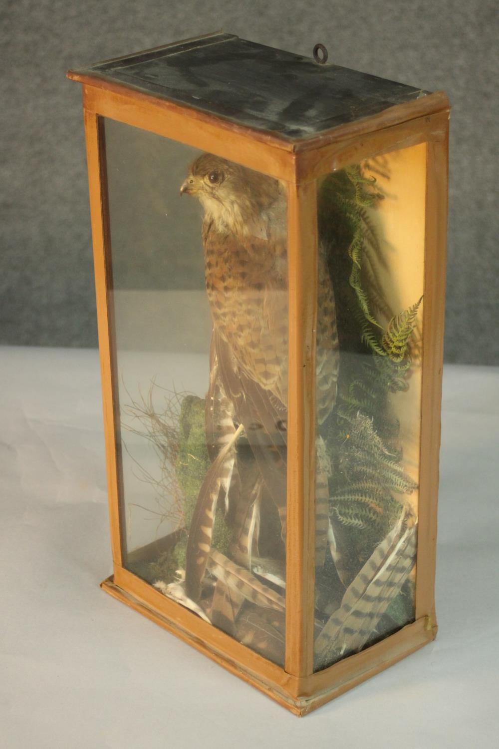 A Victorian taxidermy stuffed Kestrel within a naturalistic background in a glass display case. H.42 - Image 6 of 6