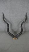 A pair of spiral Kudu horns. H.90 W.80cm