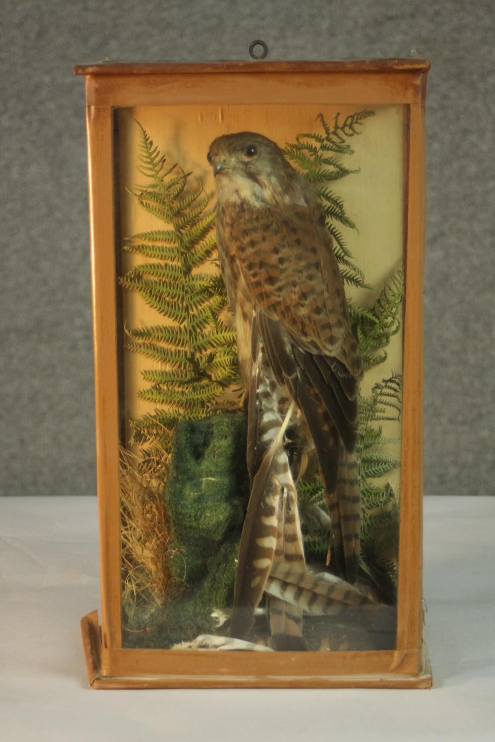 A Victorian taxidermy stuffed Kestrel within a naturalistic background in a glass display case. H.42