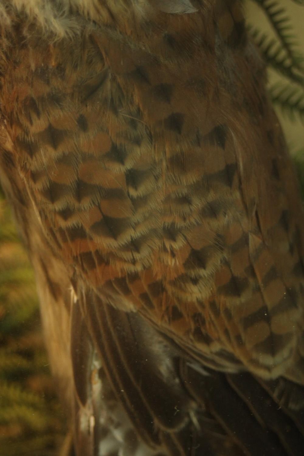 A Victorian taxidermy stuffed Kestrel within a naturalistic background in a glass display case. H.42 - Image 5 of 6