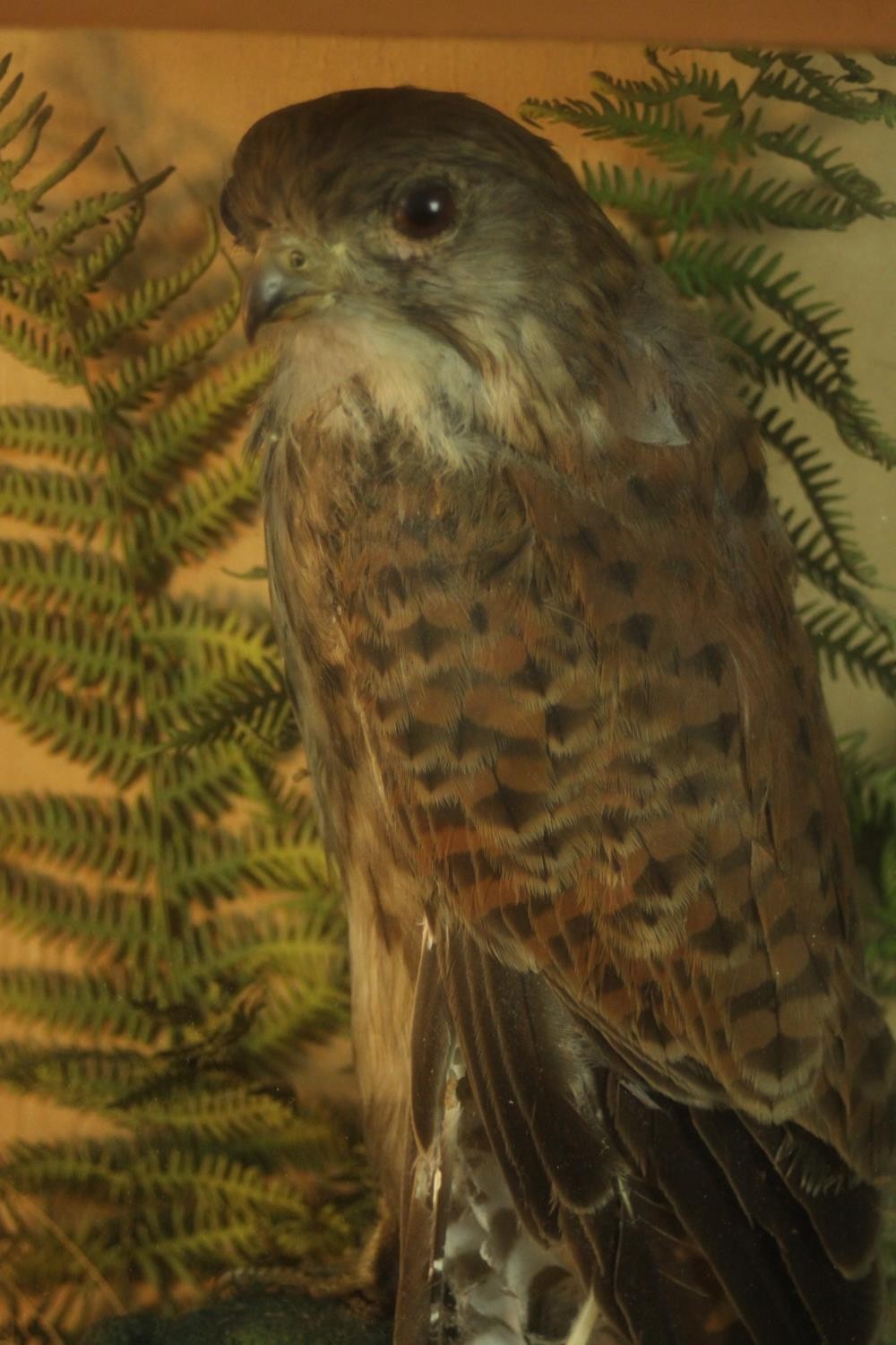 A Victorian taxidermy stuffed Kestrel within a naturalistic background in a glass display case. H.42 - Image 3 of 6