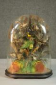 A Victorian taxidermy ornithological display of exotic birds under a glass display dome with