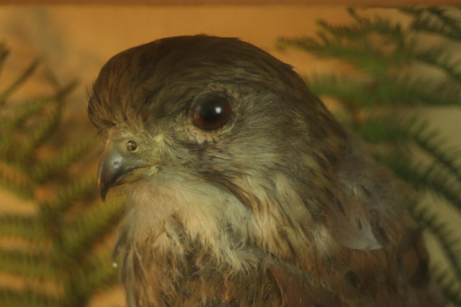 A Victorian taxidermy stuffed Kestrel within a naturalistic background in a glass display case. H.42 - Image 4 of 6