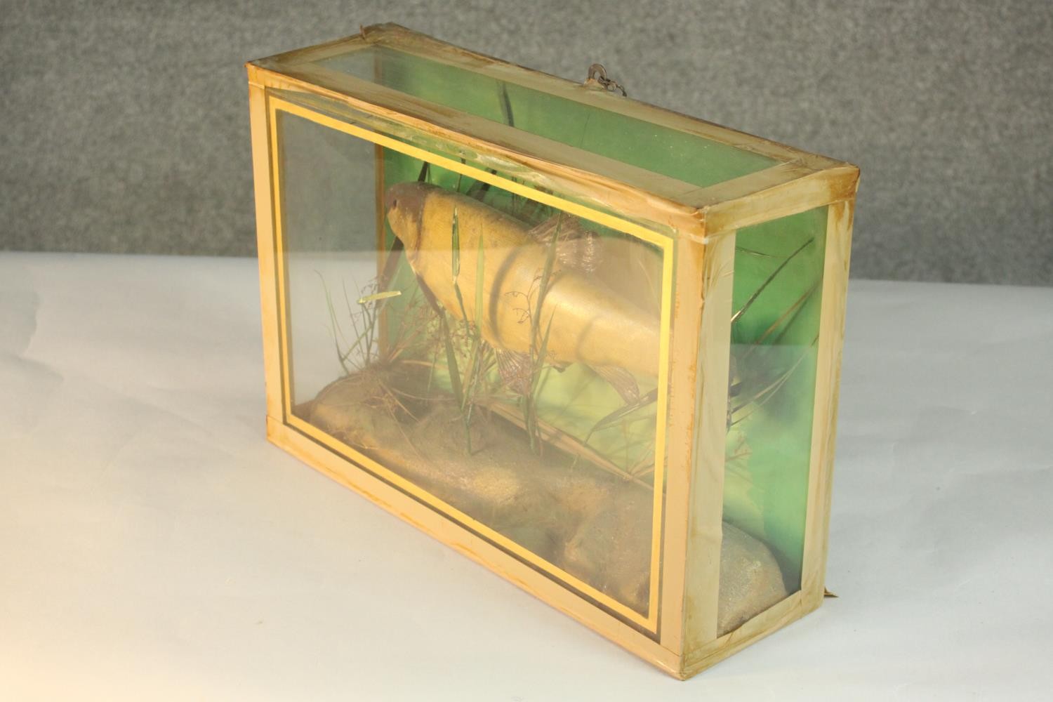 An early 20th century taxidermy Tench in a glazed display case with naturalistic interior H.32 W. - Image 3 of 4
