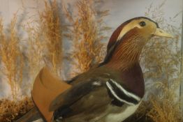 A Victorian taxidermy Mandarin duck within a naturalistic setting in a glass display case. H.35 W.38