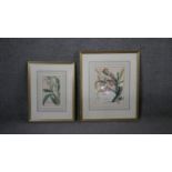 Two framed and glazed 19th century engraved plates of orchid species. Label verso. H.51 W.54cm (