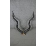 A pair of spiral Kudu horns. H.90 W.80cm