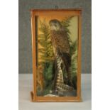 A Victorian taxidermy stuffed Kestrel within a naturalistic background in a glass display case. H.42