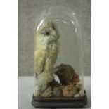 A Victorian taxidermy Barn Owl under a glass display dome with ebonised base. The owl mounted on a