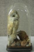 A Victorian taxidermy Barn Owl under a glass display dome with ebonised base. The owl mounted on a
