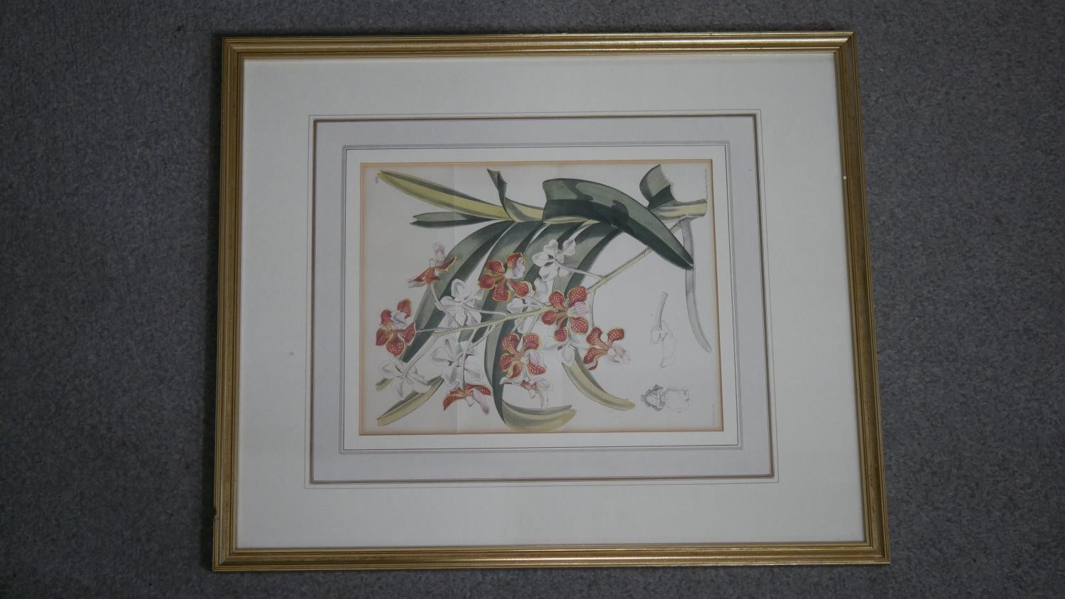 Two framed and glazed 19th century engraved plates of orchid species. Label verso. H.51 W.54cm ( - Image 5 of 8