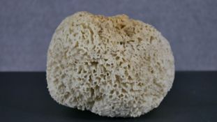 A large natural sea sponge. H.17 W.55 D.22cm