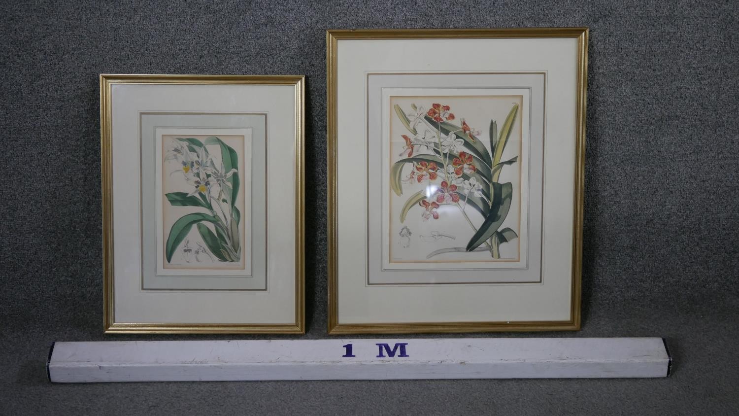 Two framed and glazed 19th century engraved plates of orchid species. Label verso. H.51 W.54cm ( - Image 2 of 8