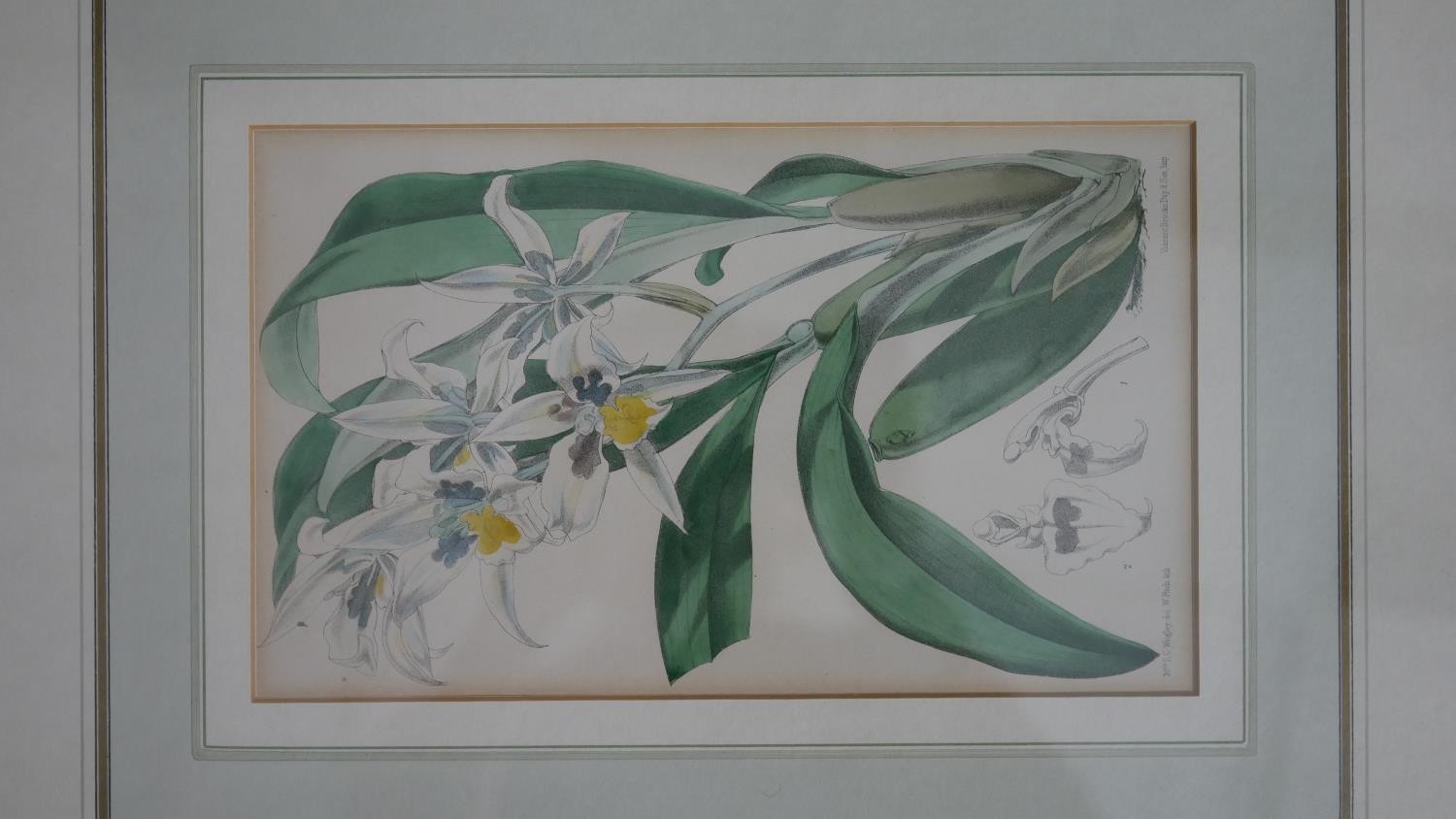 Two framed and glazed 19th century engraved plates of orchid species. Label verso. H.51 W.54cm ( - Image 4 of 8