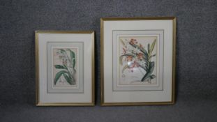 Two framed and glazed 19th century engraved plates of orchid species. Label verso. H.51 W.54cm (