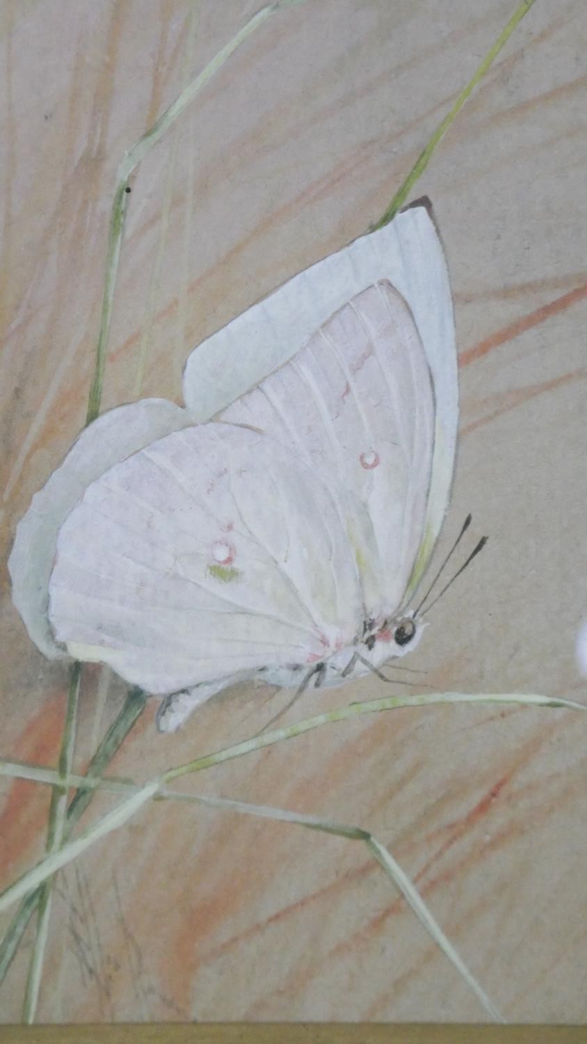 A framed and glazed watercolour of white butterflies on grasses, unsigned. H.40 W.29cm - Image 4 of 4