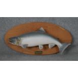 A taxidermied salmon mounted on board with plaque. H.38 W.77cm