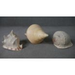 Three large sea shells, conch, chank shell and a sea snail. H.20 W.60 D.25cm