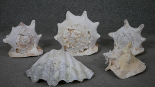 A collection of four large conch shells and a large clam shell. H.21 W.19 D.26cm