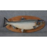 A taxidermied salmon mounted on board with plaque. H.47 W.110cm