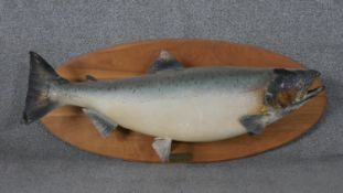A taxidermied salmon mounted on board with plaque. H.47 W.110cm
