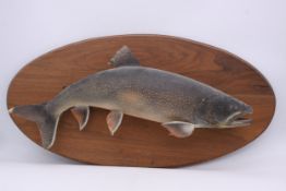 A taxidermy of a brown trout, mounted. H.38 W.77cm.