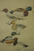 A framed and glazed watercolour of various species of wild ducks, indistinctly signed and dated