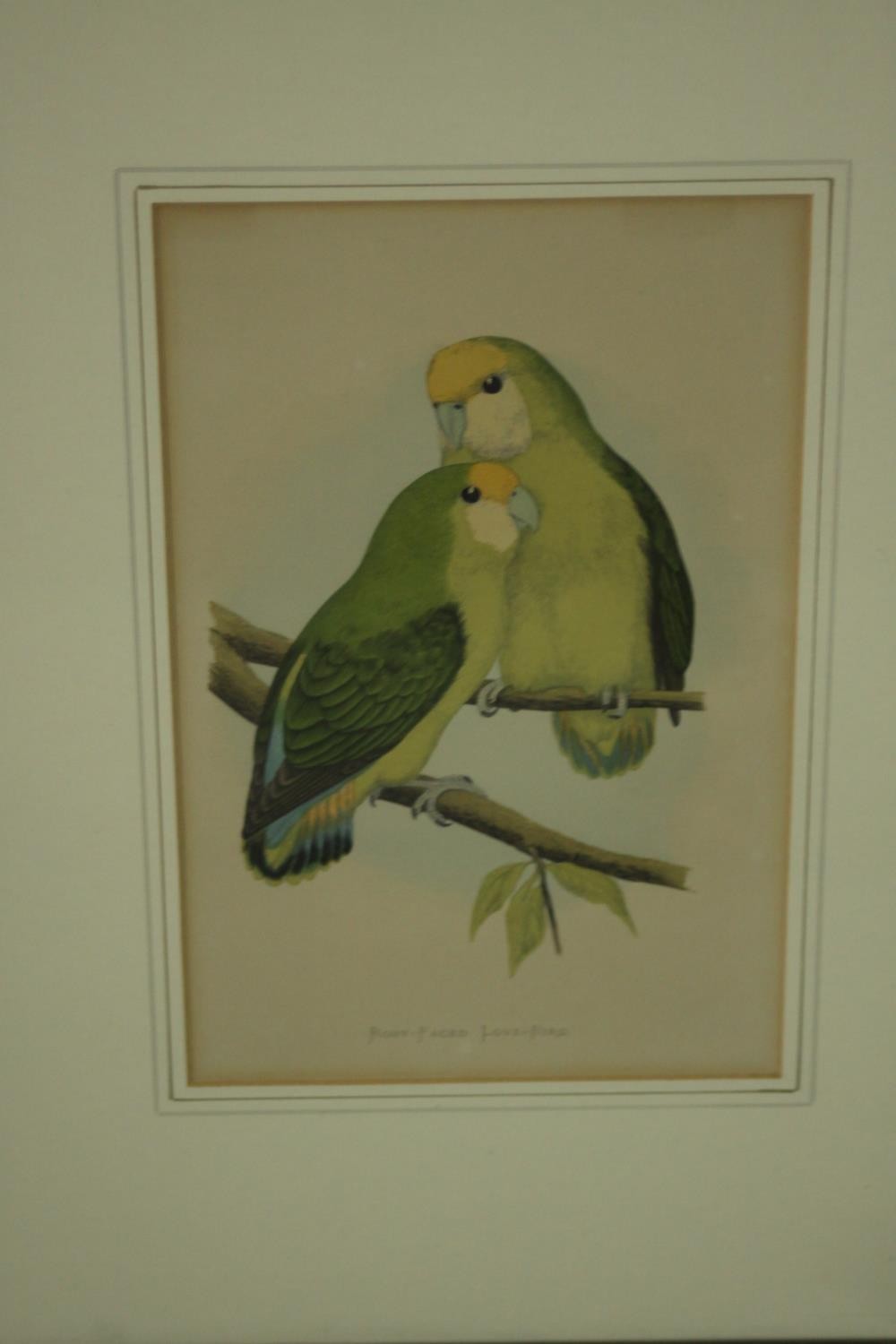 Two framed and glazed sets of three 19th century hand coloured engravings of parrot species, each - Image 8 of 10