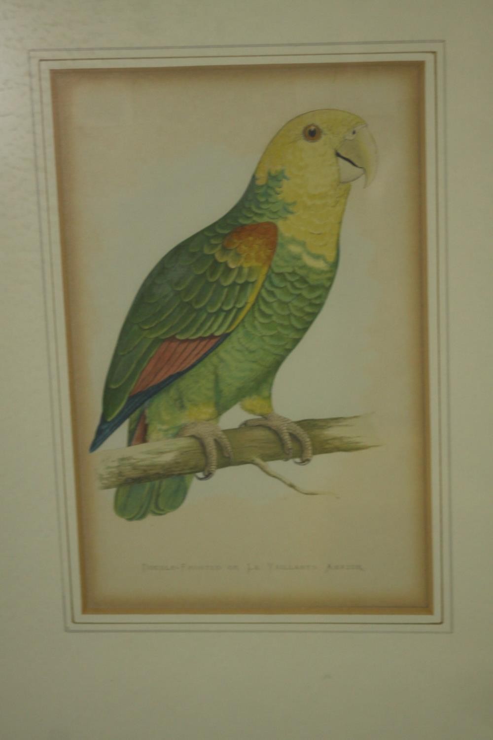 Two framed and glazed sets of three 19th century hand coloured engravings of parrot species, each - Image 5 of 10