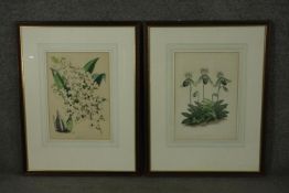 Two framed and glazed 19th century hand coloured engravings of two orchid species, printed by
