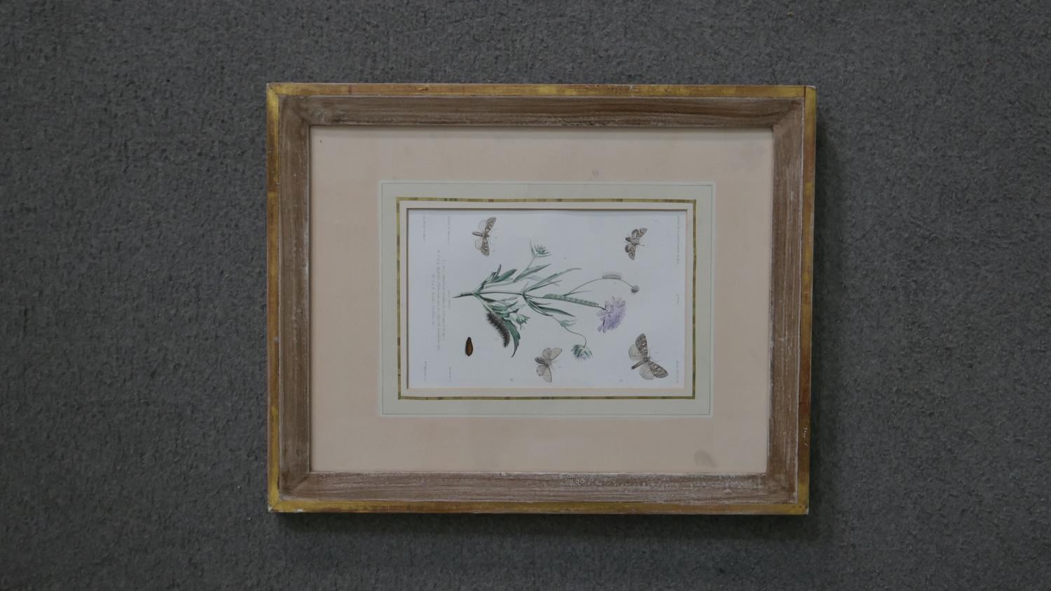 A set of eight 19th century hand coloured engraved plates of botanical studies with insect - Image 3 of 9
