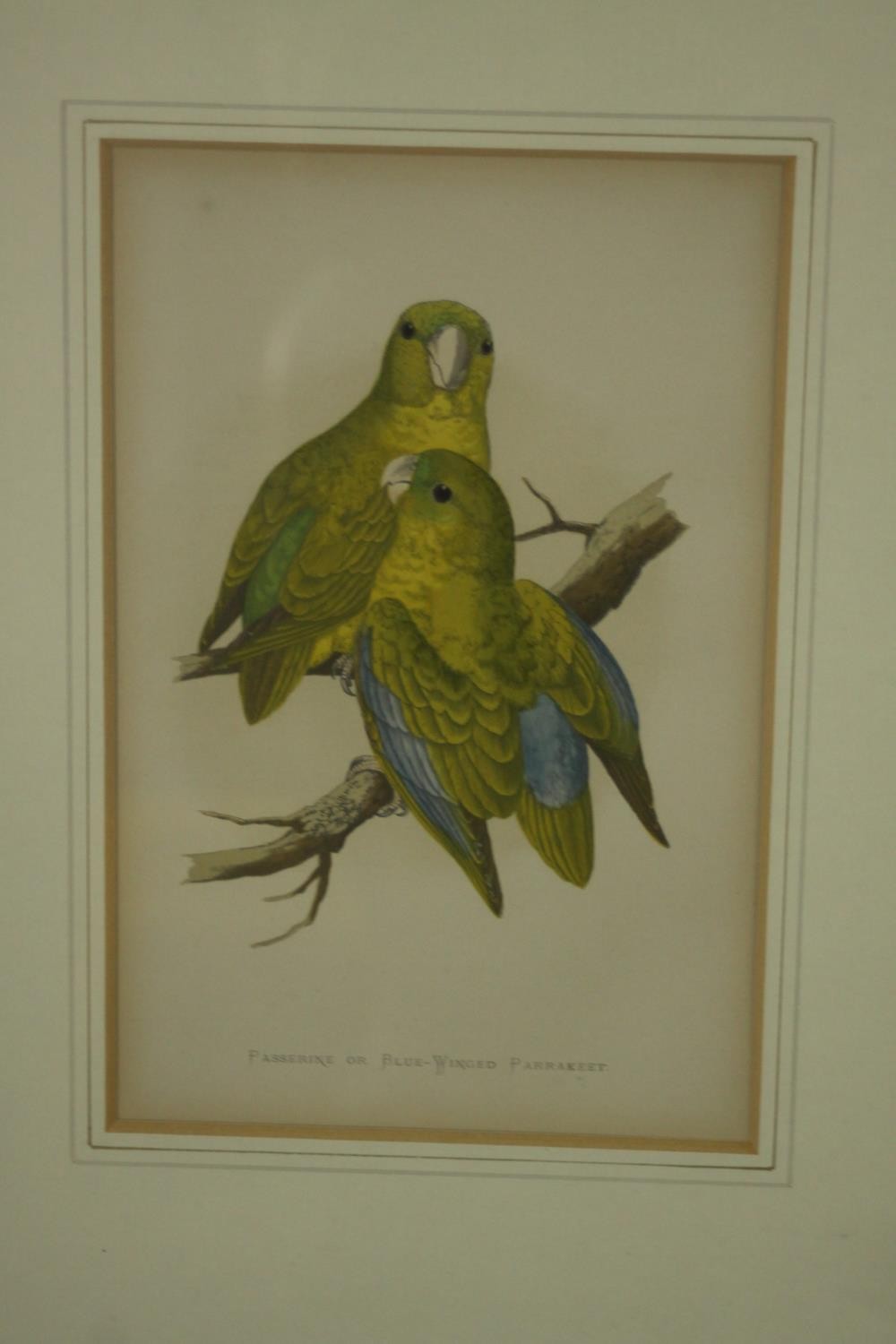 Two framed and glazed sets of three 19th century hand coloured engravings of parrot species, each - Image 4 of 10