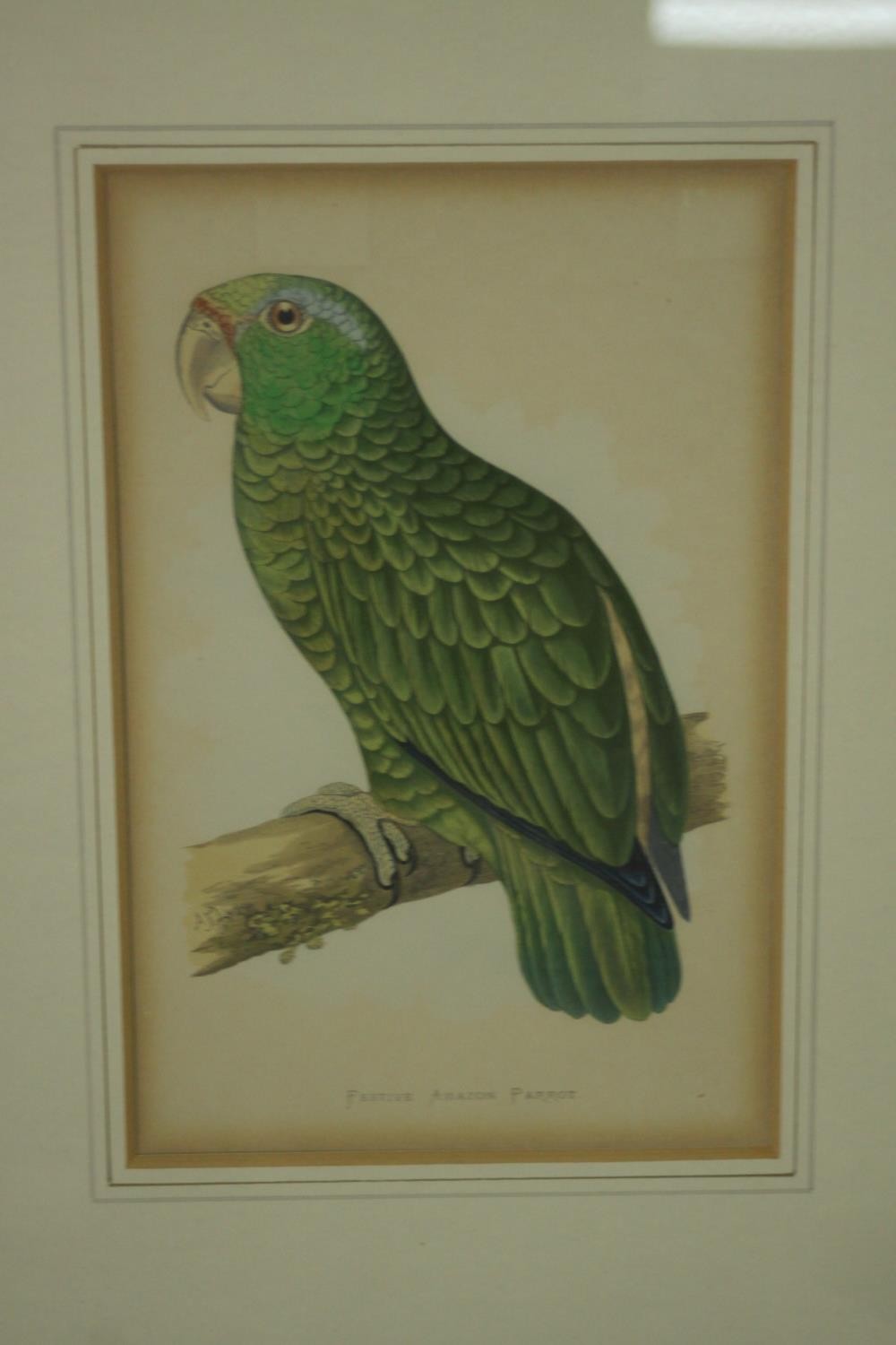 Two framed and glazed sets of three 19th century hand coloured engravings of parrot species, each - Image 6 of 10