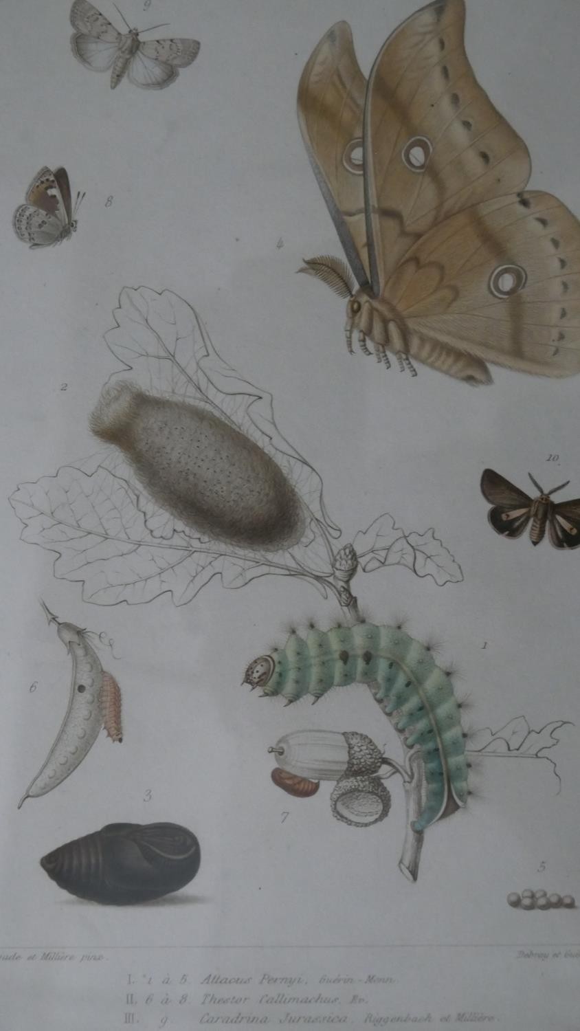 A set of eight 19th century hand coloured engraved plates of botanical studies with insect - Image 9 of 9