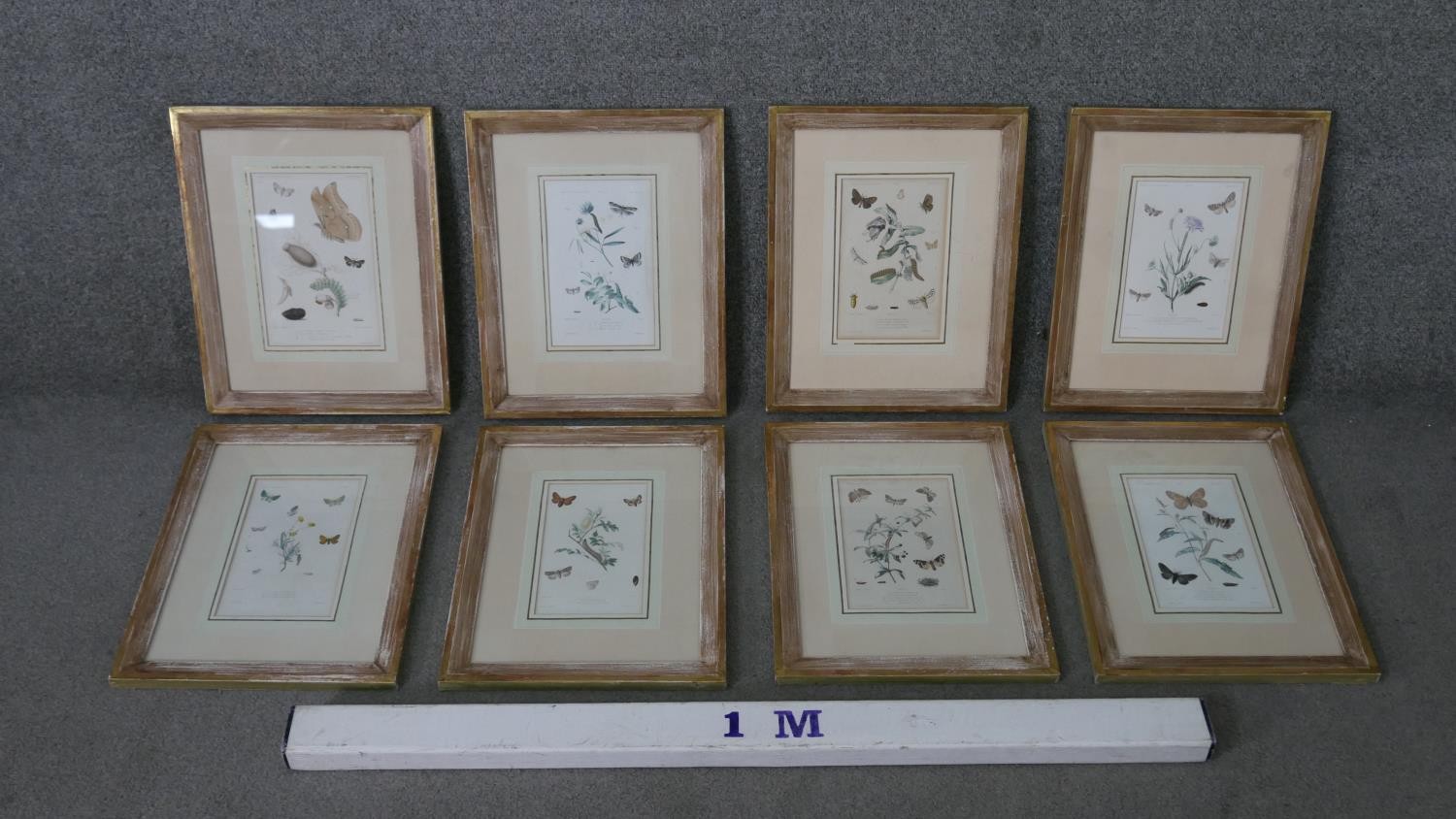A set of eight 19th century hand coloured engraved plates of botanical studies with insect - Image 2 of 9